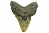 Bargain, Fossil Megalodon Tooth - North Carolina #374054-2